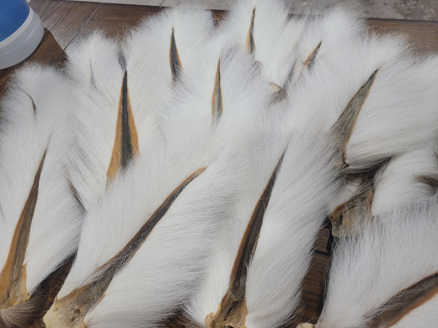 A Grade Tails