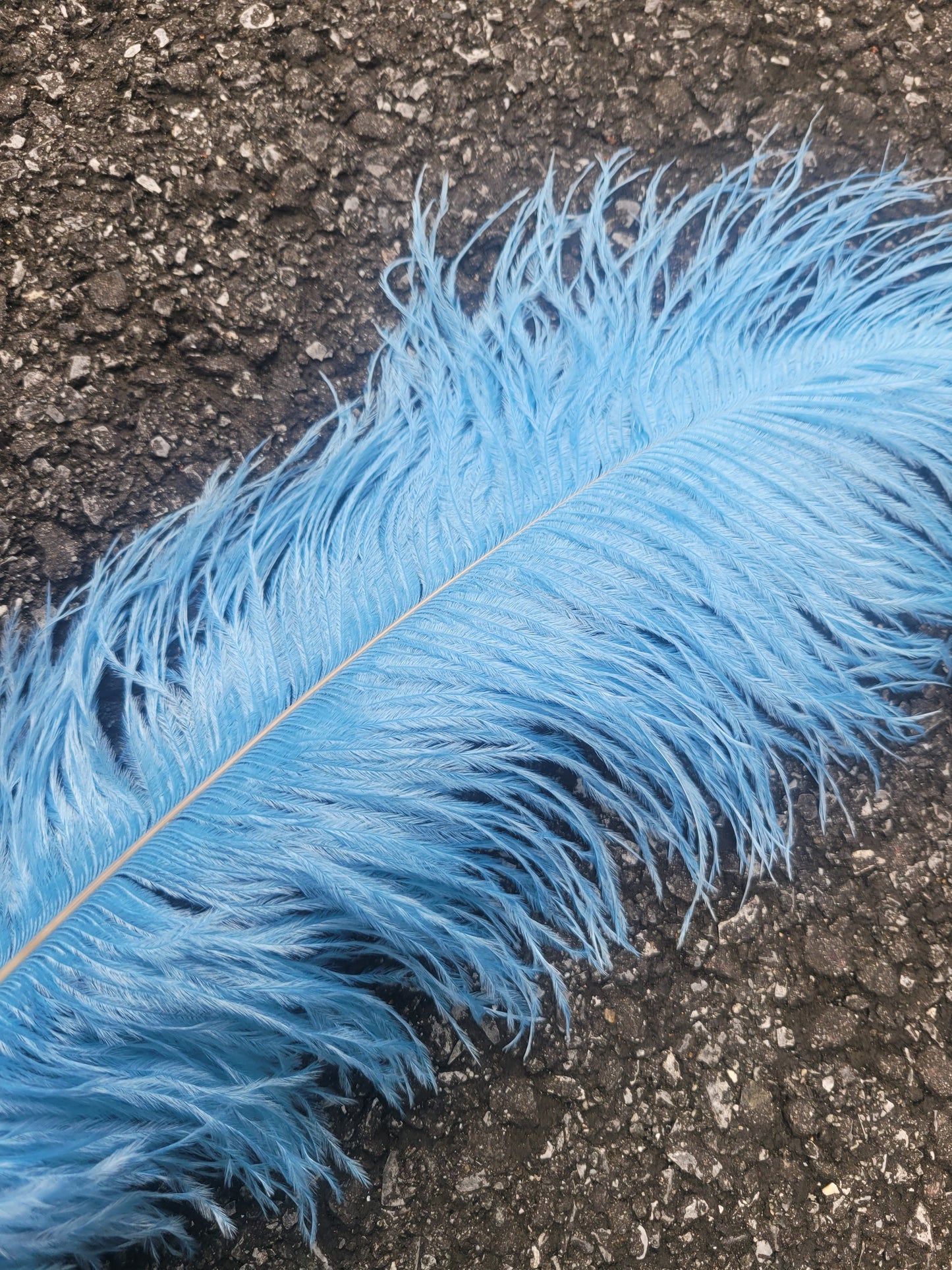 50cm-55cm HG Ostrich Plumes