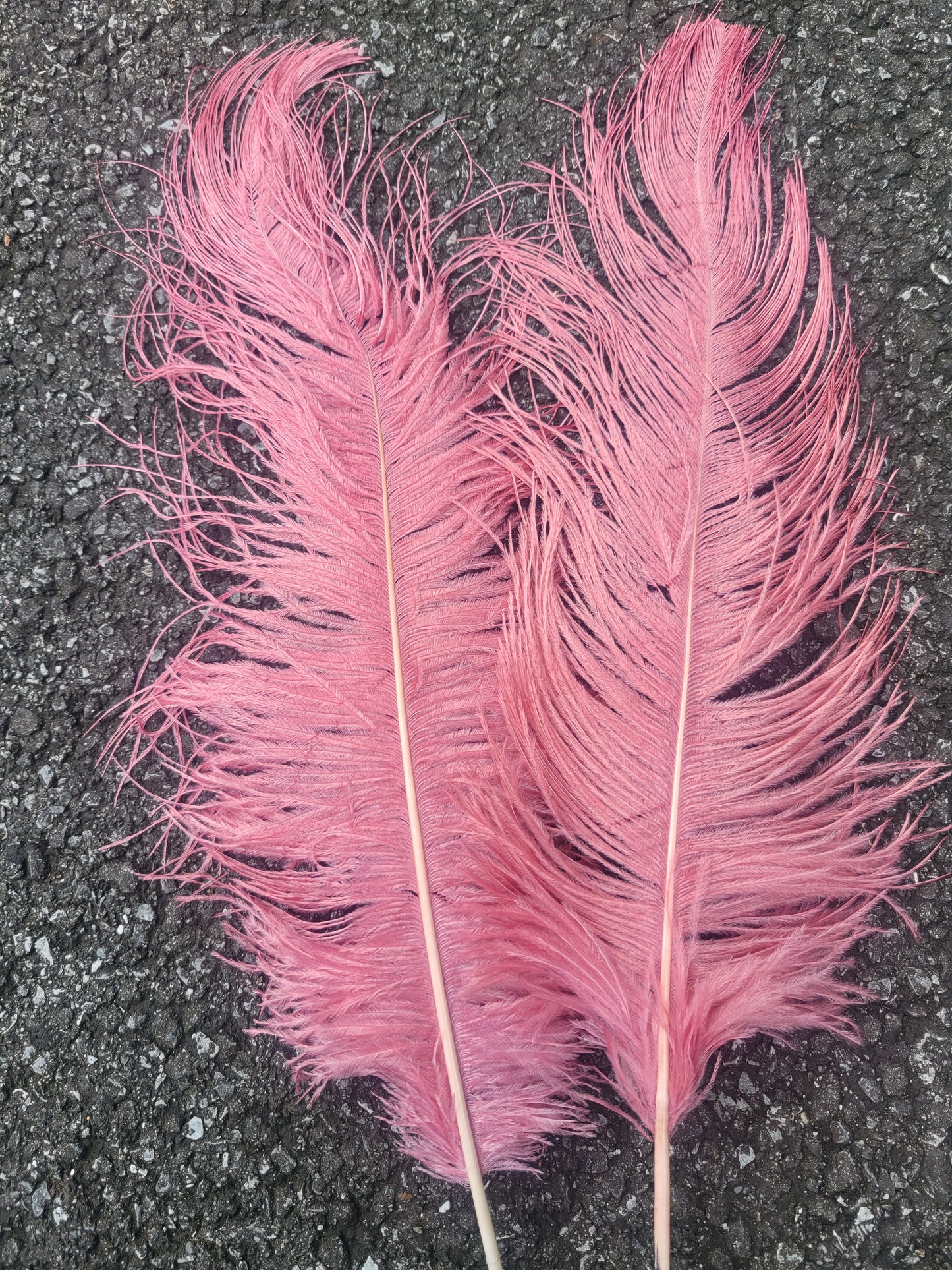 50cm-55cm HG Ostrich Plumes