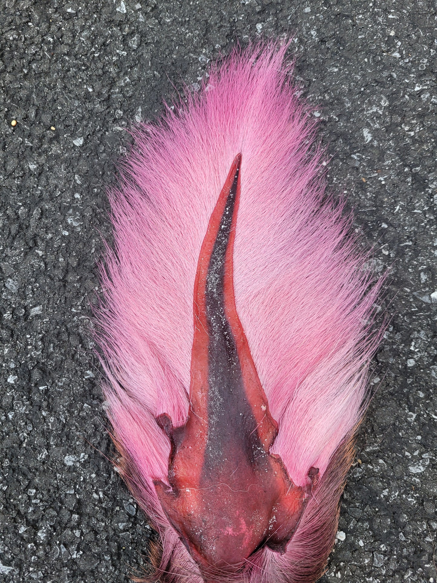 AA Grade Bucktail