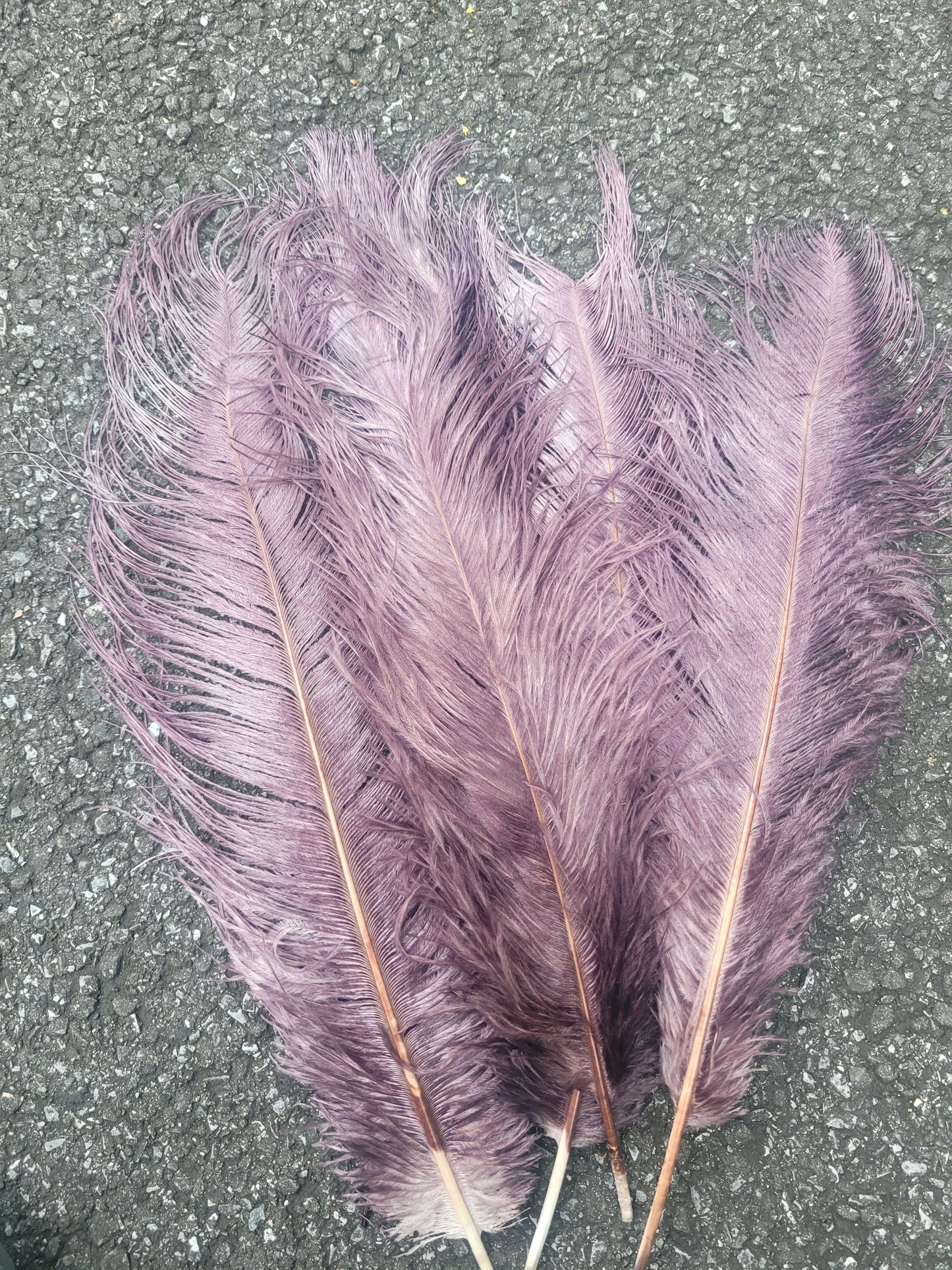 50cm-55cm HG Ostrich Plumes