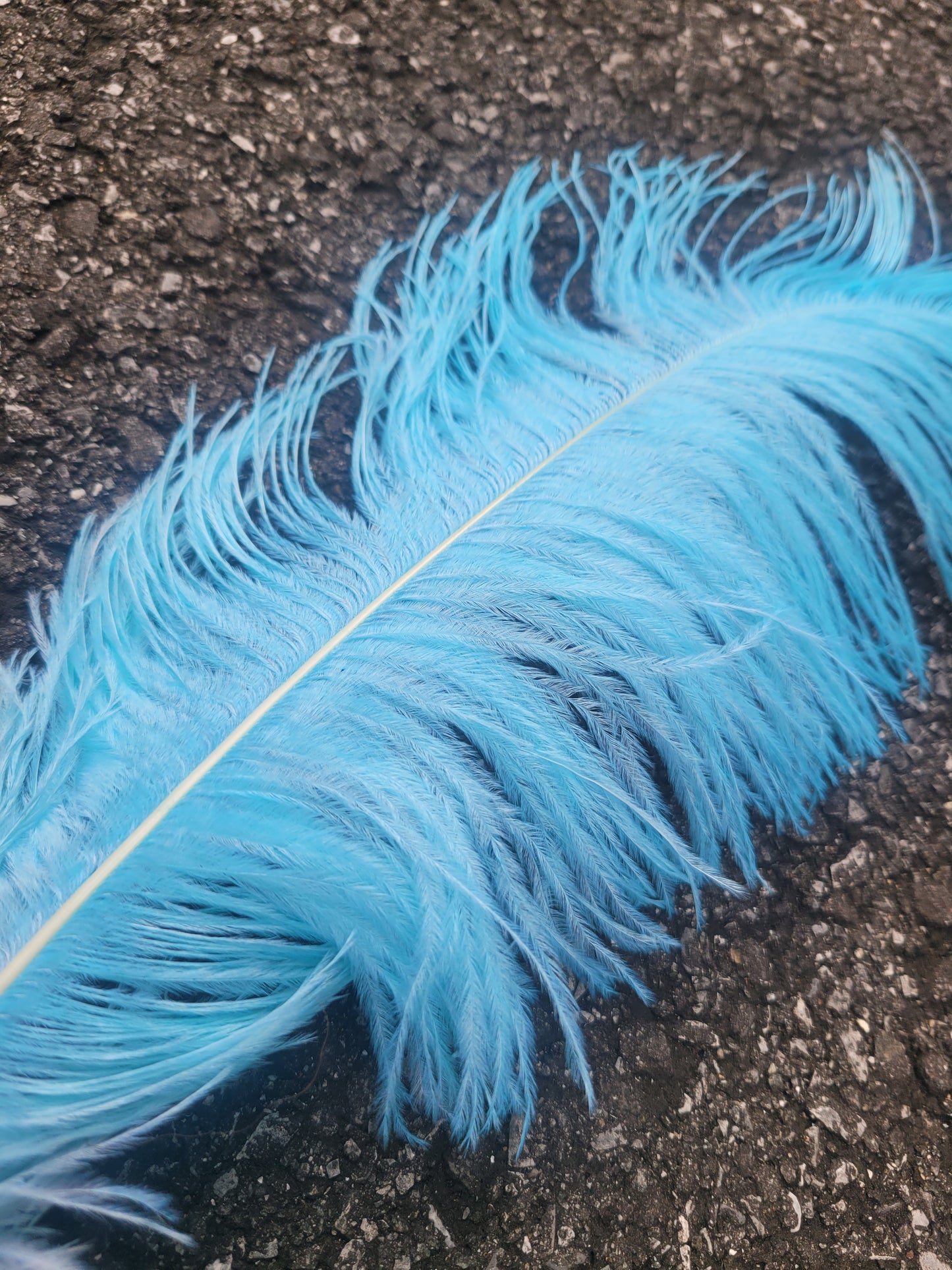 50cm-55cm HG Ostrich Plumes