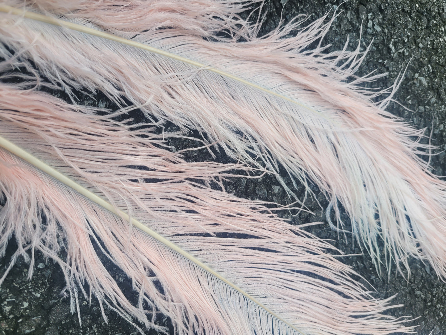 50cm-55cm HG Ostrich Plumes