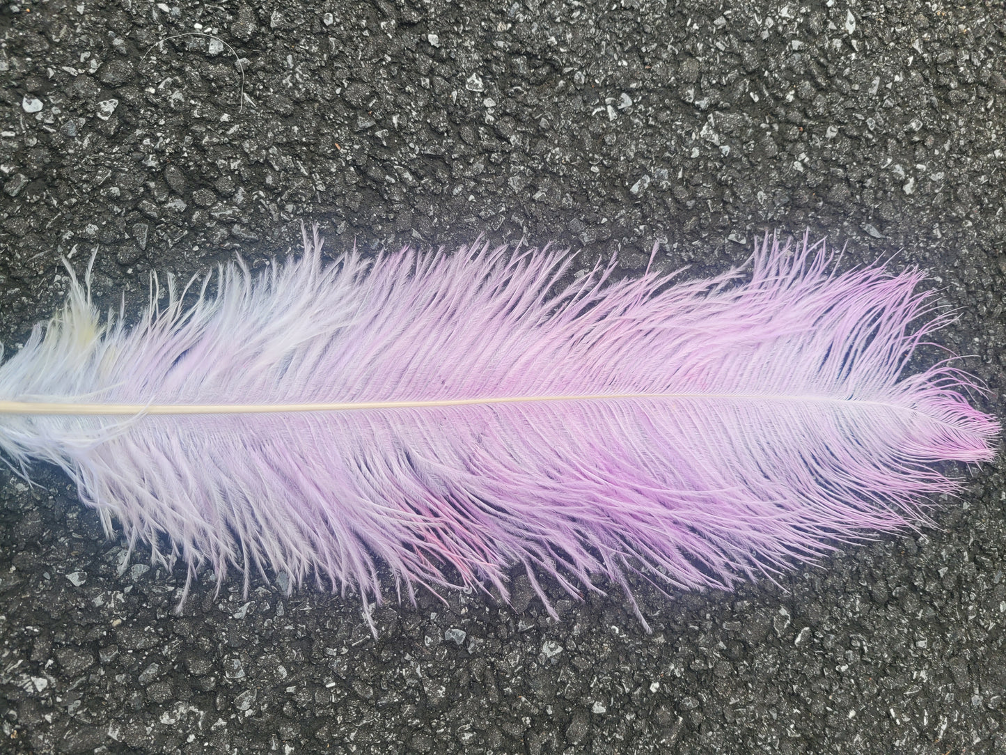 50cm-55cm HG Ostrich Plumes